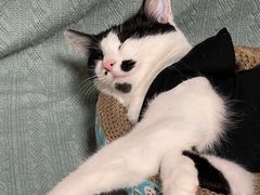 -暖阳宠物医院·犬猫康复中心·骨科