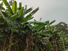 -广东花都湖国家湿地公园