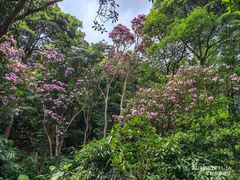 -梧桐山风景名胜区