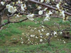-香雪海