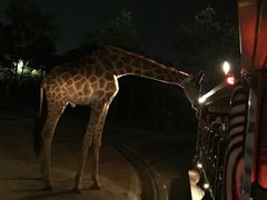 -清迈夜间动物园