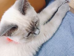 -鼓捣猫呢主题猫咖店
