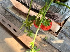 -甜心庄园·甜心草莓采摘园(西青中北店)