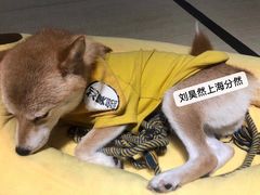 -逗柴咖啡屋·狗咖猫咖宠物桌游