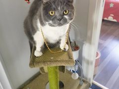 -纳吉亚猫专科动物医院·北北分院