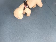 -天使宠物医院·犬猫分诊(彩虹店)