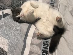-暖阳宠物医院·犬猫康复中心·骨科