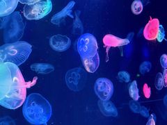 -海合安成都极地海洋公园