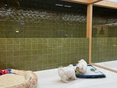 -帕帕拉兹宠物(亚洲旗舰店)