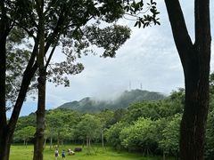 -田心森林公园