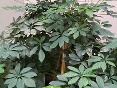 -洛阳宴·洛阳菜(南昌路店)