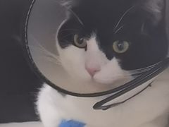 -博特宠物医院24h犬猫全科.骨科·异宠