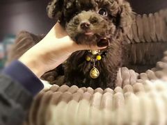 -宠颐生维康宠物医院(金丰店)
