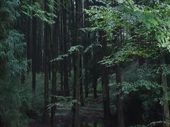 -山王坪喀斯特国家生态公园