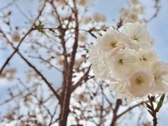 -天适樱花悠乐园