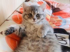 -猫的茶·猫咖