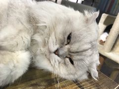 -小时光咖啡馆(开森度假森林店)