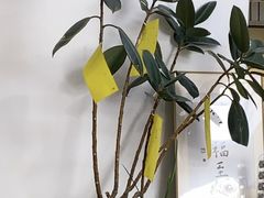 -沏点Trattoria意大利餐厅(新街口店)