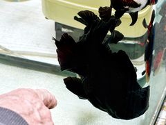 -哈尔滨道外花鸟鱼市场