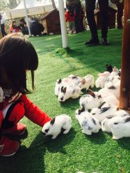 -萌宠亲子动物乐园(槐房万达店)