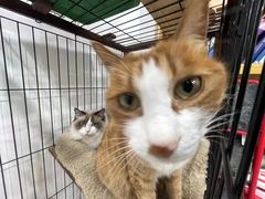 -四月宠物医院·猫专科·心脏专科·内科(转塘店)