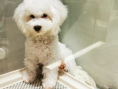 -momokira米努特·德文卷毛猫·棉花面纱犬
