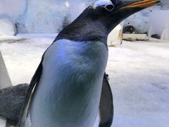 -芜湖新华联大白鲸海洋公园