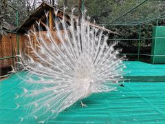 -香宫中餐厅 · 桂林香格里拉