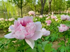 -石家庄市植物园