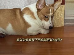 -守诺宠物医院·眼科· 特色牙科·异宠专科(虹口店)