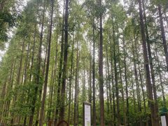 -黄海国家森林公园