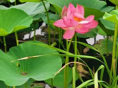 -长春市南湖公园