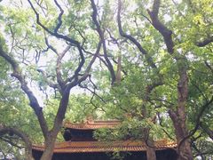 -普陀山风景名胜区-法雨禅寺