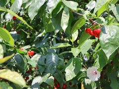 -樱桃山旅游景区