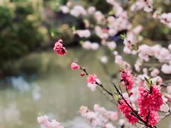 -南汇桃花村