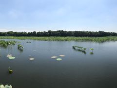 -荷塘月色湿地公园·向阳花洲