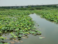 -荷塘月色湿地公园·向阳花洲