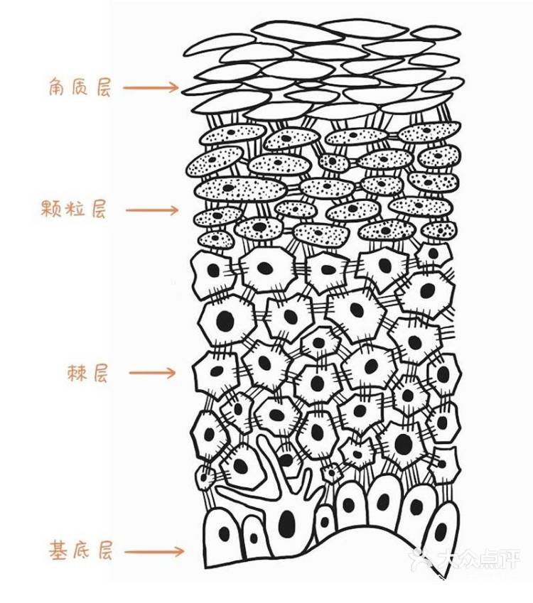 橙子细胞结构图图片