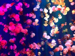 -成都浩海立方海洋公园