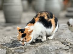 -西园寺