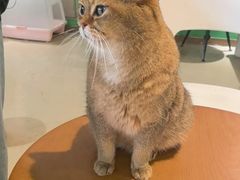 -藏猫猫咖啡主题馆(中央大道店)