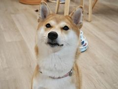 -柴迷FANS CLUB·柴犬狗咖·猫咖