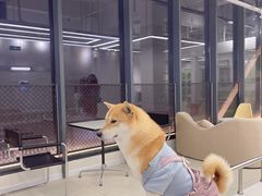 -怪兽屋·羊驼·猫咖·狗咖(俊华广场店)