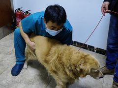 -美联众合动物医院·24h转诊中心