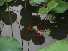 -莲花池公园