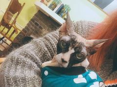 -猫色咖啡·猫咖