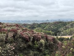 -贵州百里杜鹃风景名胜区