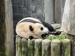 -中国大熊猫保护研究中心雅安碧峰峡基地