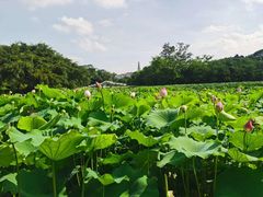 -雀儿山公园