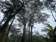 -海南热带雨林国家公园吊罗山景区